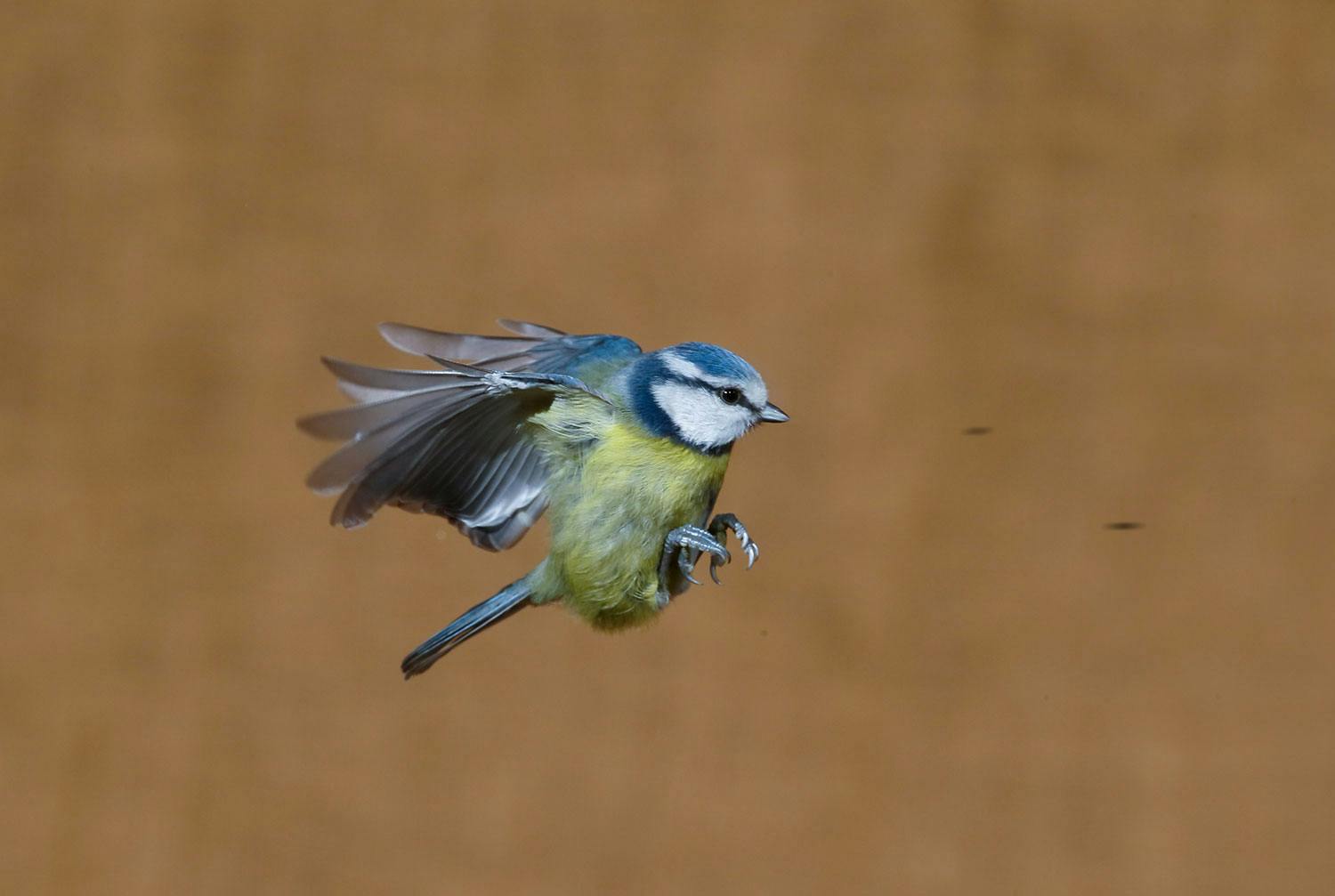 Billede med pletter på Billede med pletter på